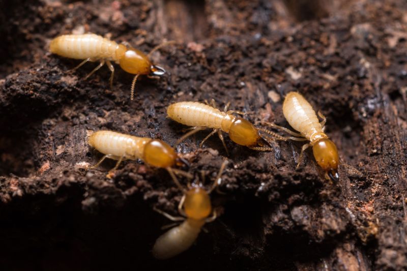 Termites Extermination